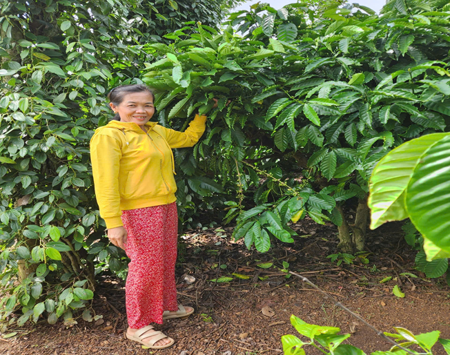 Hội Nông dân xã Ea Na phát huy hiệu quả sử dụng vốn vay ngân hàng chính sách xã hội trong  việc giảm nghèo góp phần phát triển kinh tế của địa phương xã Ea Na